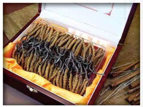 开州冬虫夏草回收